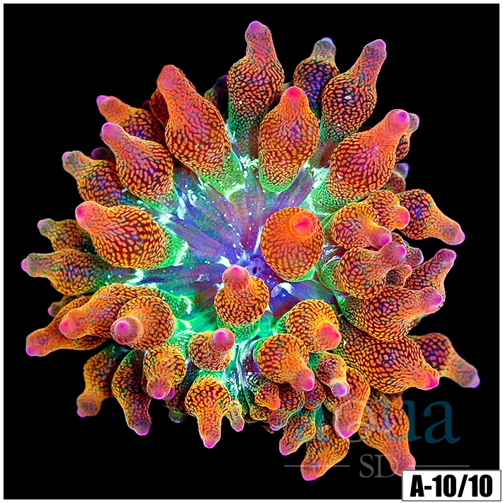 ASD Rainbow Bubble Tip Anemone
