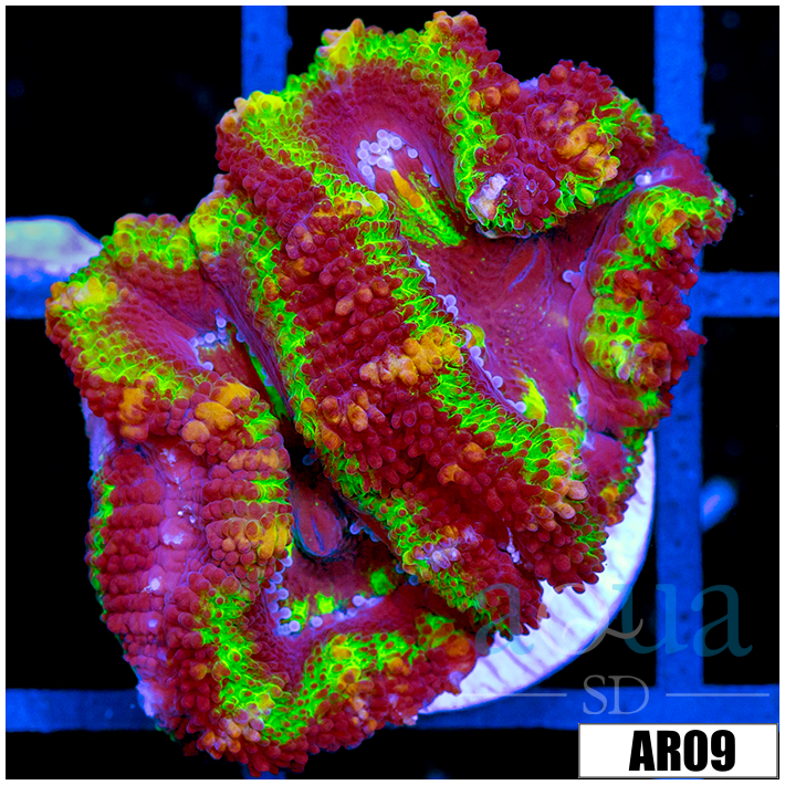 Striped UFO Acan Lord