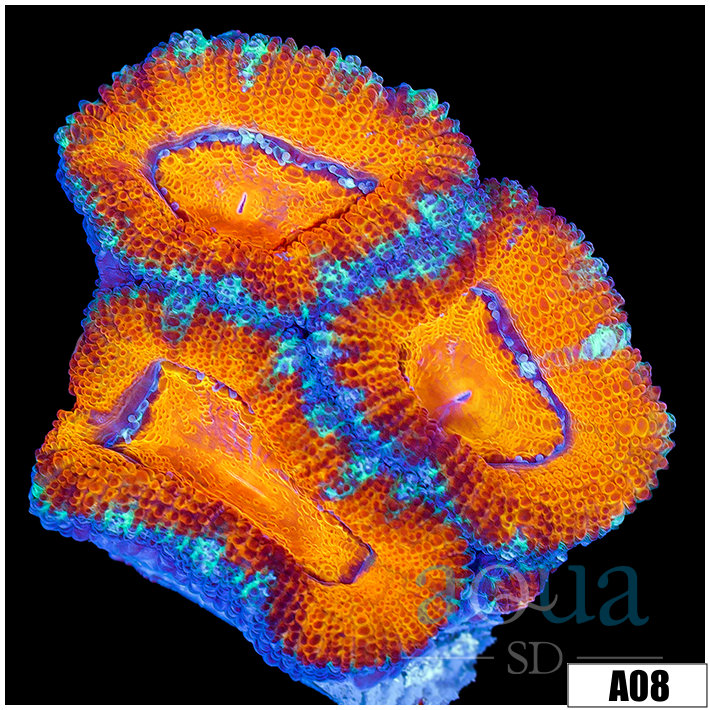 Orange Teal Claw Acan Lord