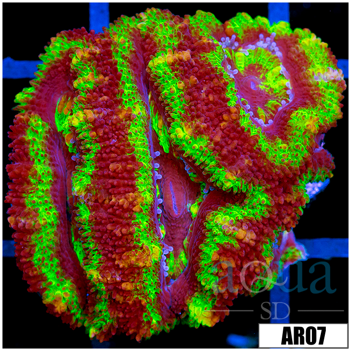 Striped UFO Acan Lord