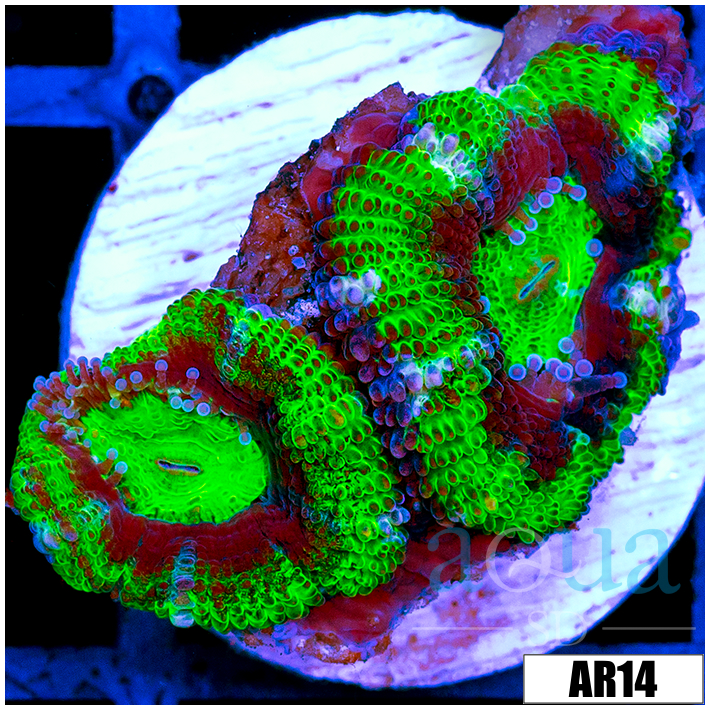 Striped UFO Acan Lord