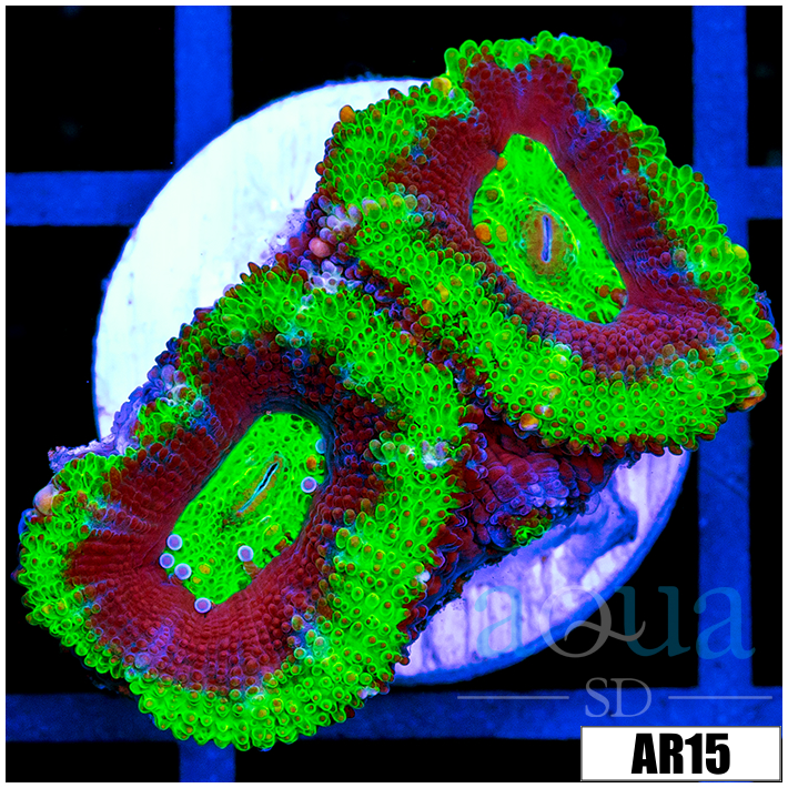 Striped UFO Acan Lord