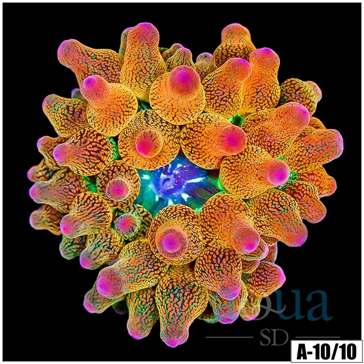 ASD Rainbow Bubble Tip Anemone