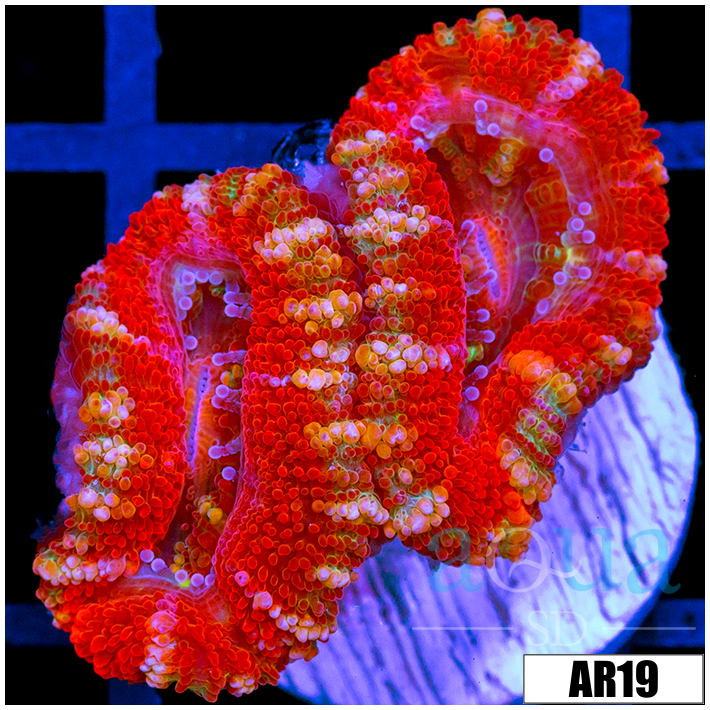 Peppermint Candy Acan Lord