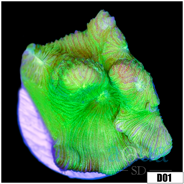 Neon Leptoseris