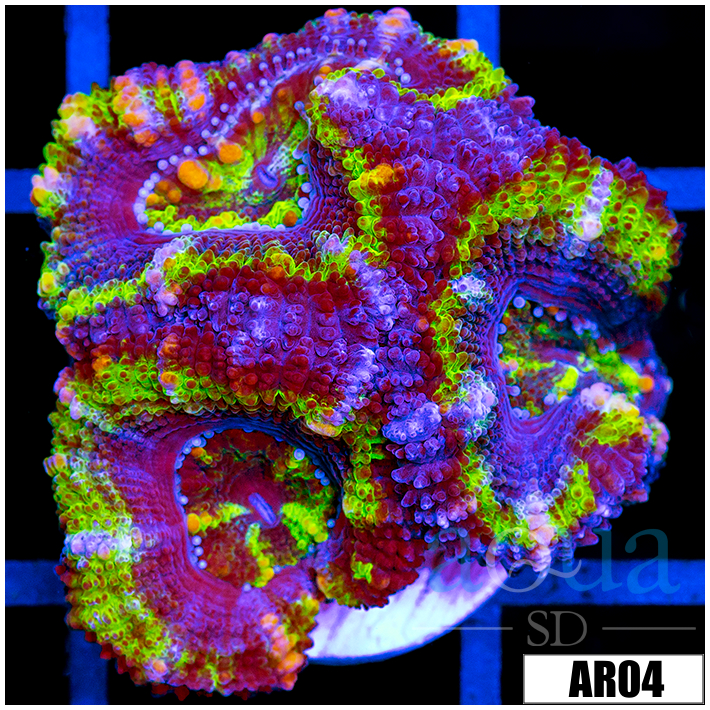 Striped Jokers Acan Lord