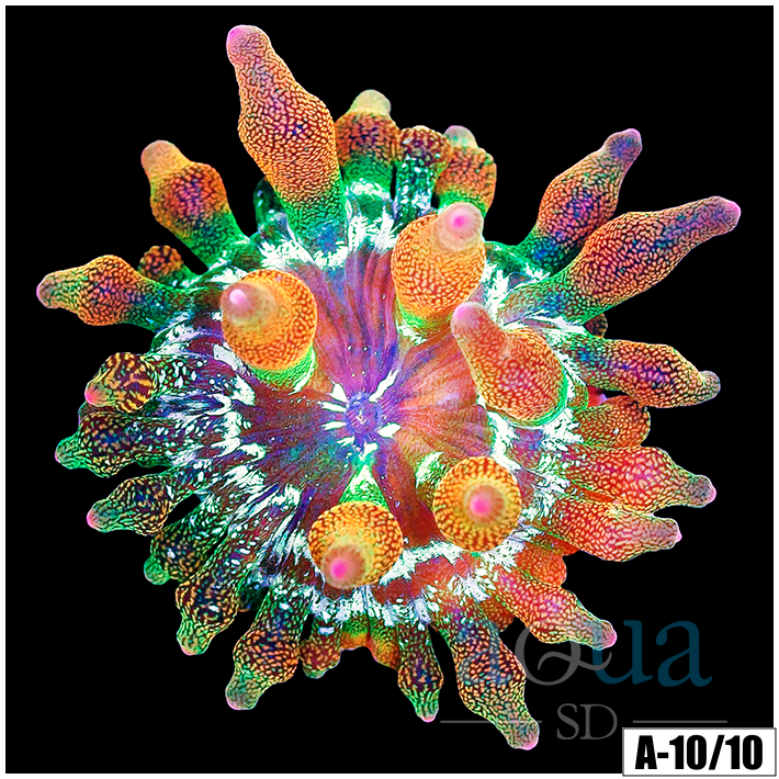 ASD Rainbow Bubble Tip Anemone