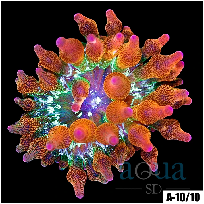 ASD Rainbow Bubble Tip Anemone