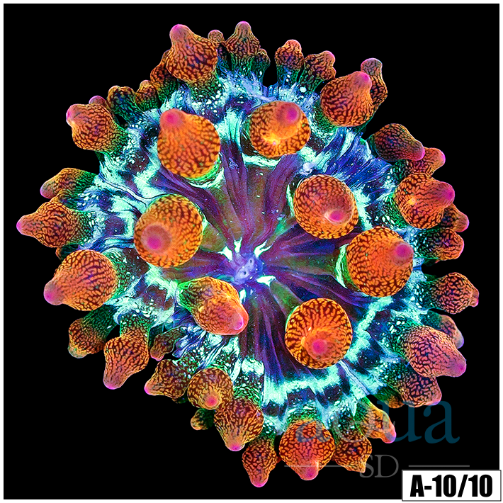 ASD Rainbow Bubble Tip Anemone