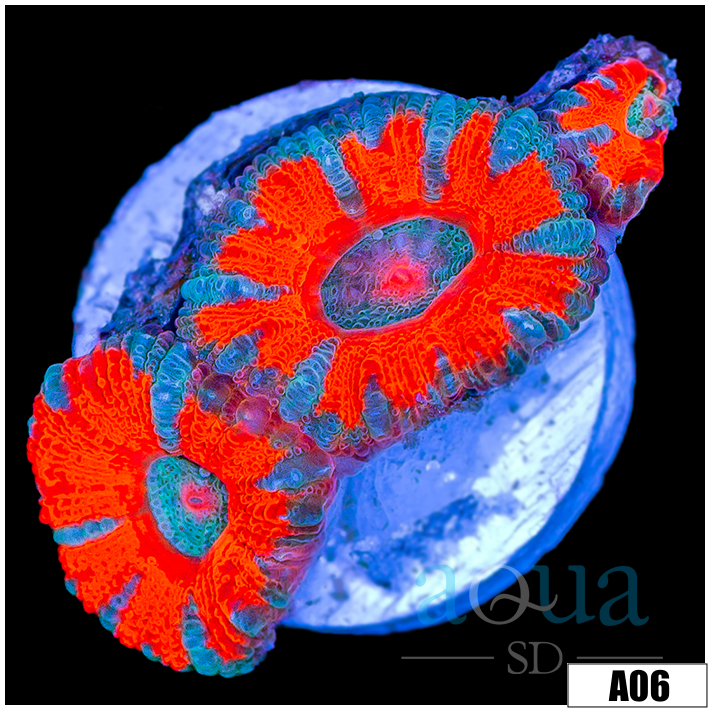 Tangerine Breeze Acan Lord