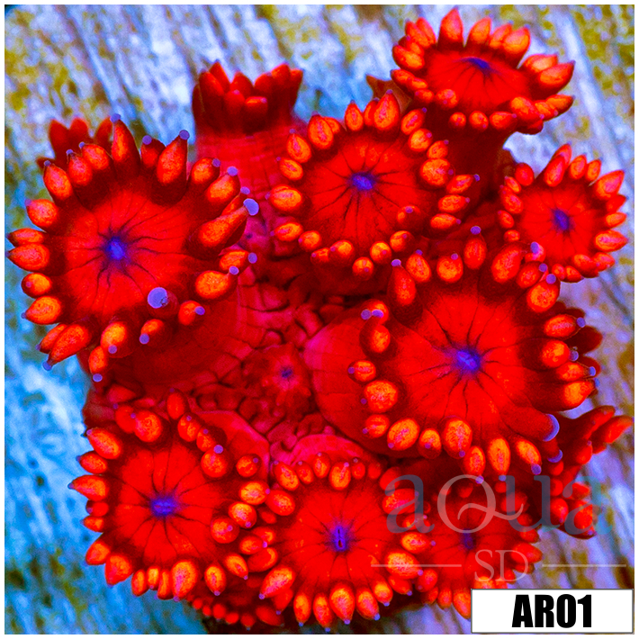 ASD Red Goniopora