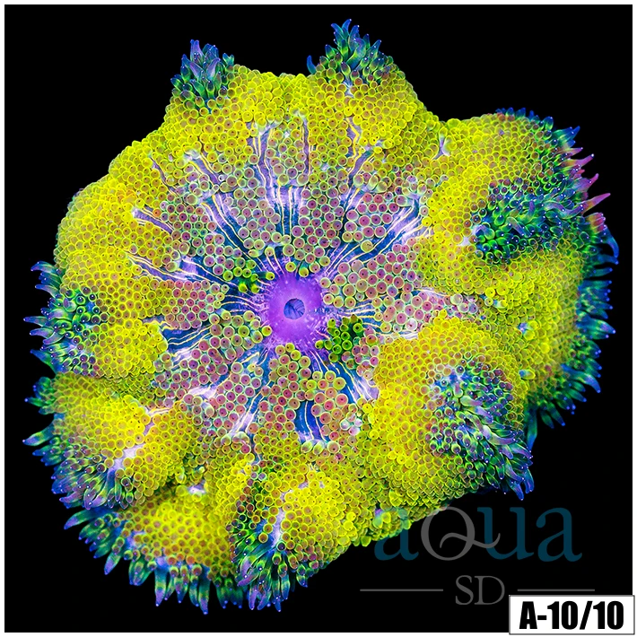 Yellow Maxi Mini Carpet Anemone