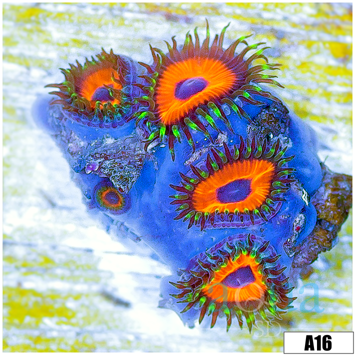 Watermelon Rasta Zoas