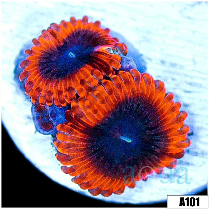 Lunar Eclipse Zoas
