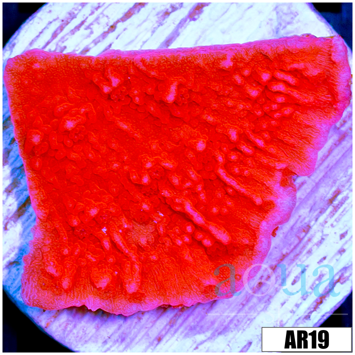Red Monti Cap
