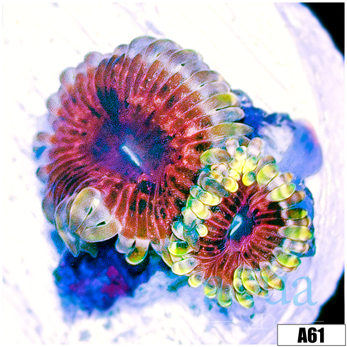 Halle Berry Zoas