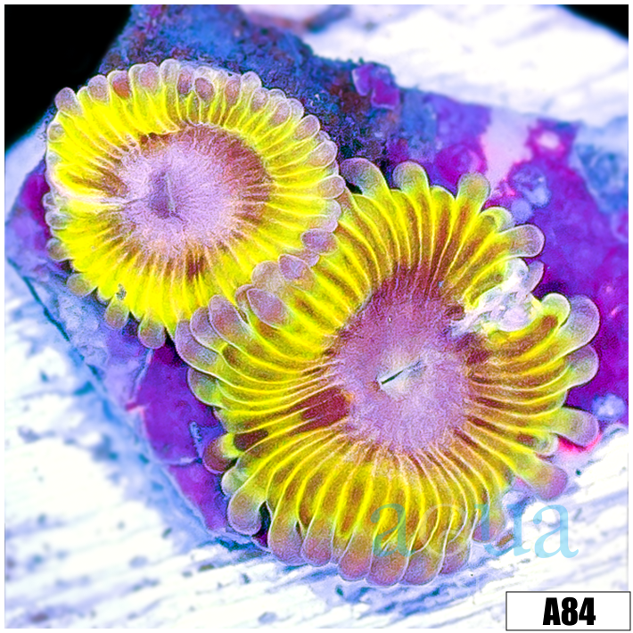 Chiquita Zoanthids