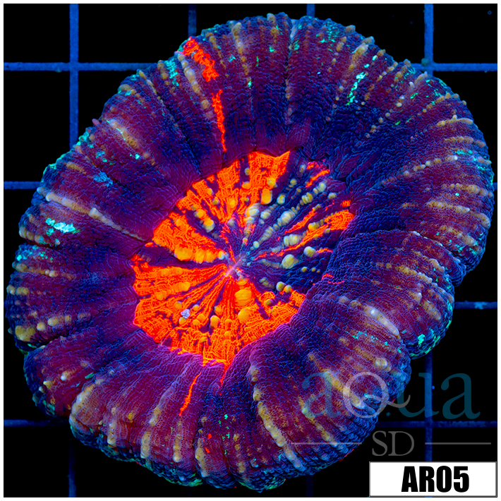 ASD Lava Center Scoly