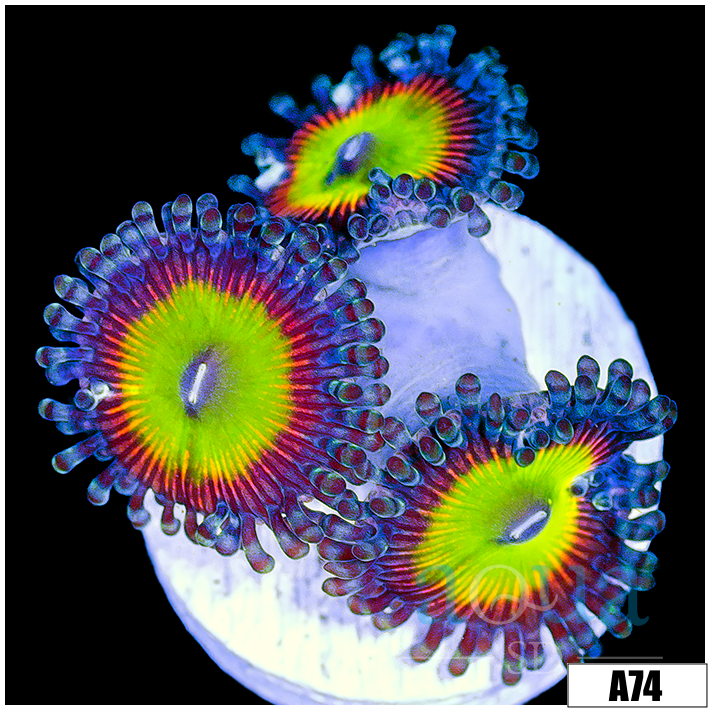 Candy Apple Zoas