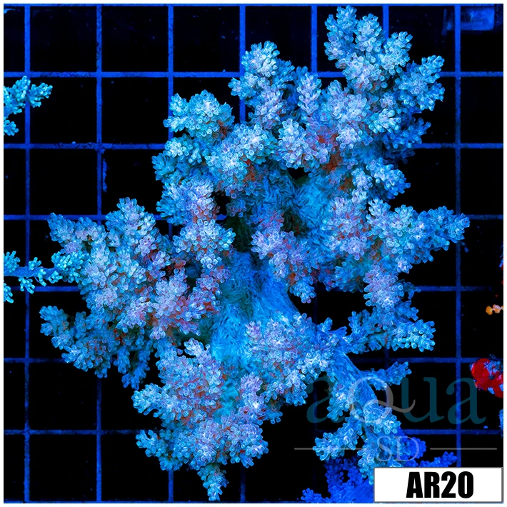 Nephthea Tree Coral
