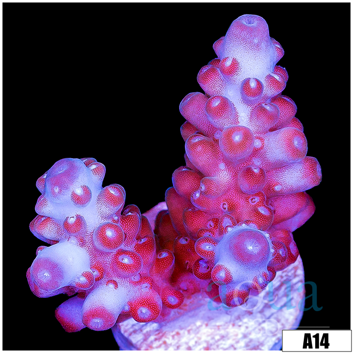 Rose Thorn Acropora