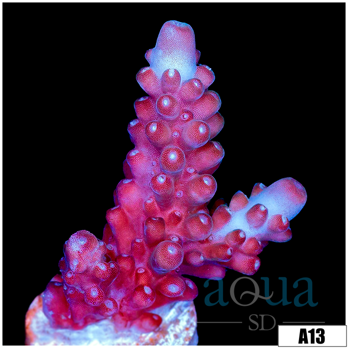 Rose Thorn Acropora