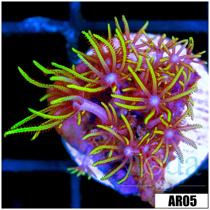 GSP Frag