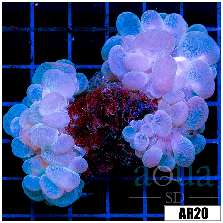 Purple Bubble Coral