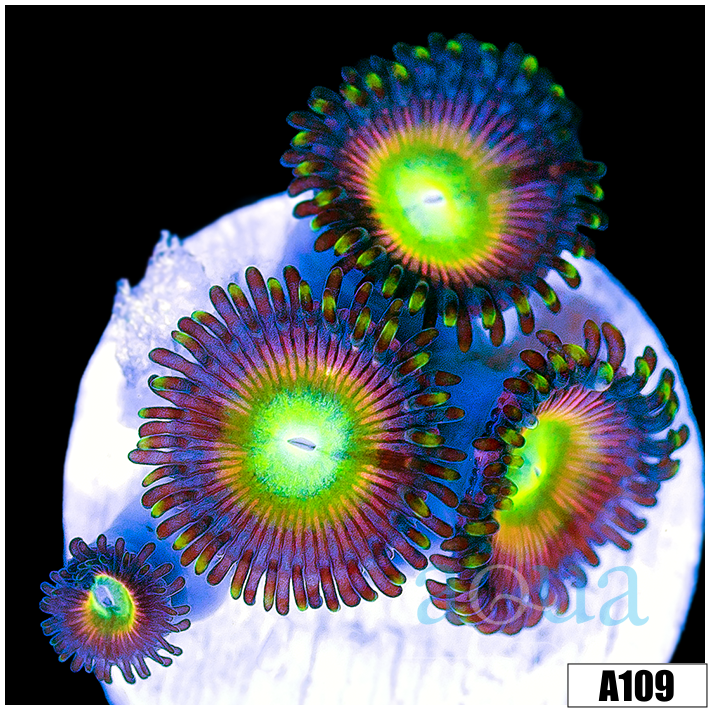 ASD Sweet Tooth Zoas