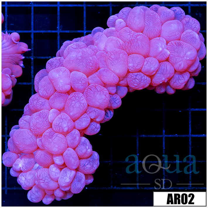 Purple Bubble Coral