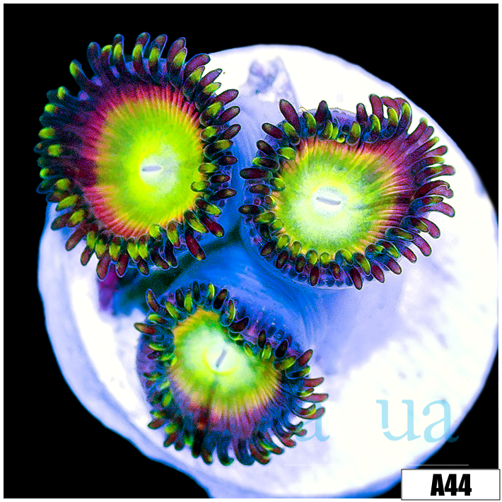 ASD Sweet Tooth Zoas