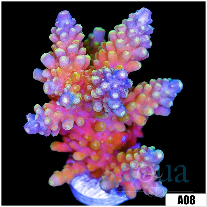Candlelight Acropora