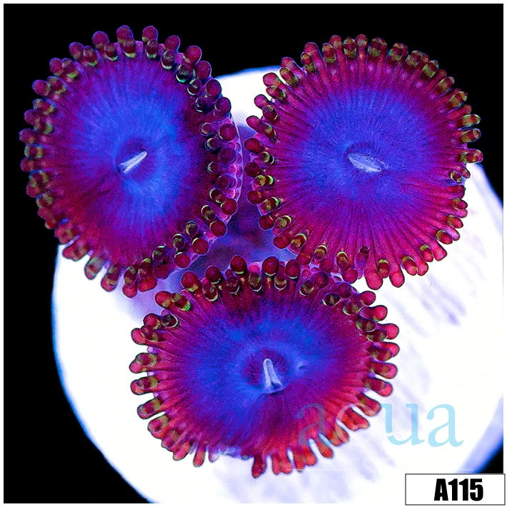 Blue People Eater Zoas