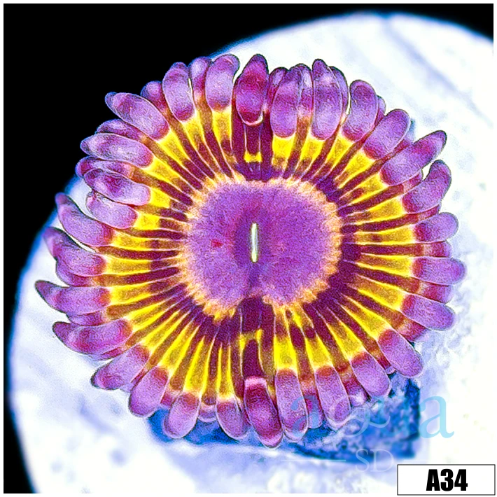 Chiquita Zoanthids