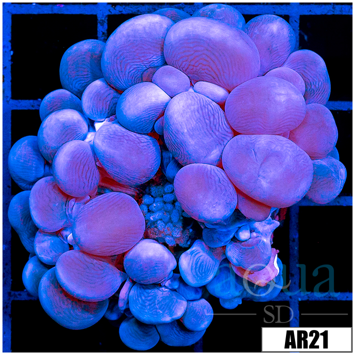 Purple Bubble Coral
