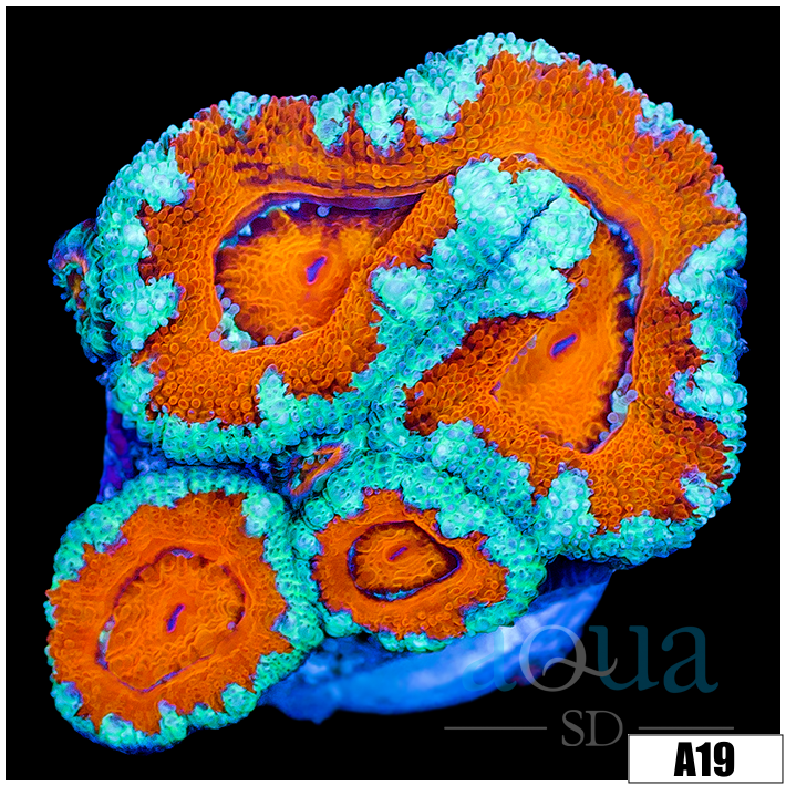 Teal Claw Acan Lord