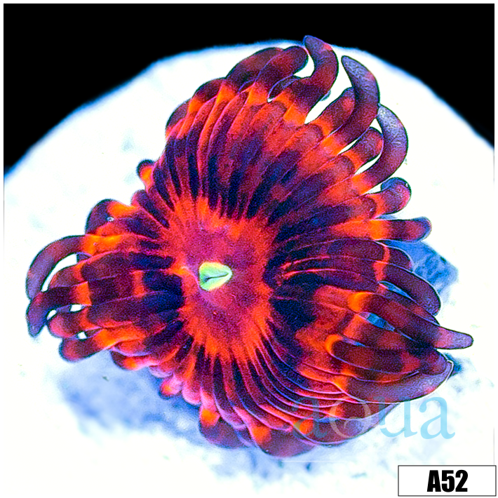 ASD Devils Armor Zoas