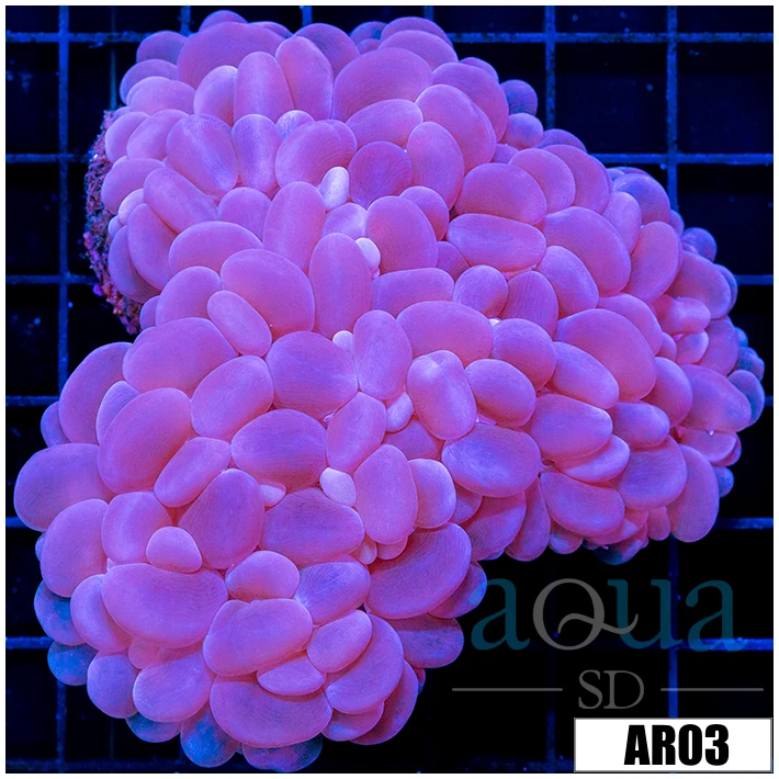 Purple Bubble Coral