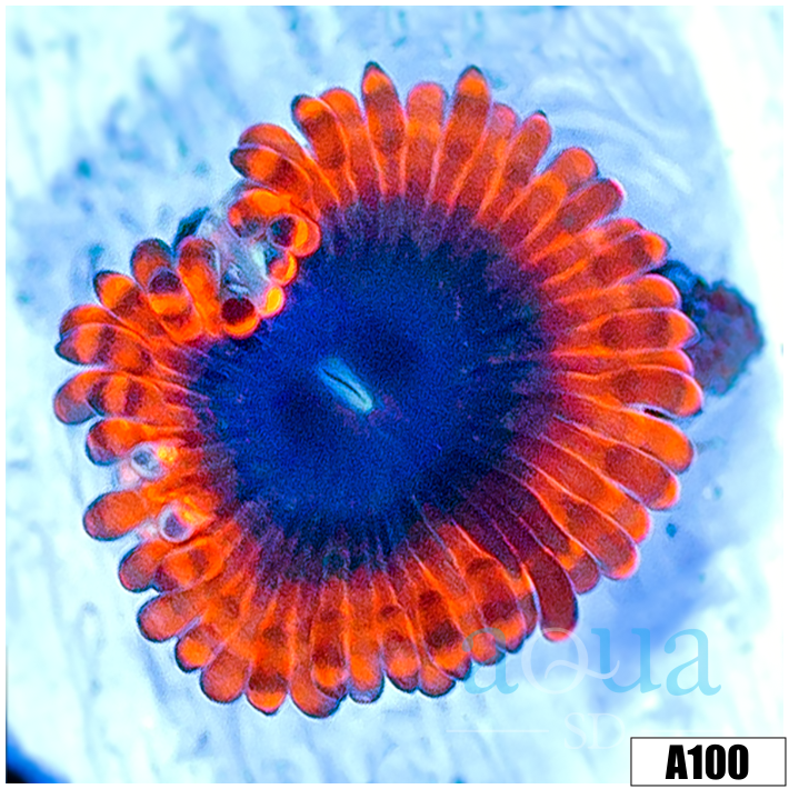 Lunar Eclipse Zoas