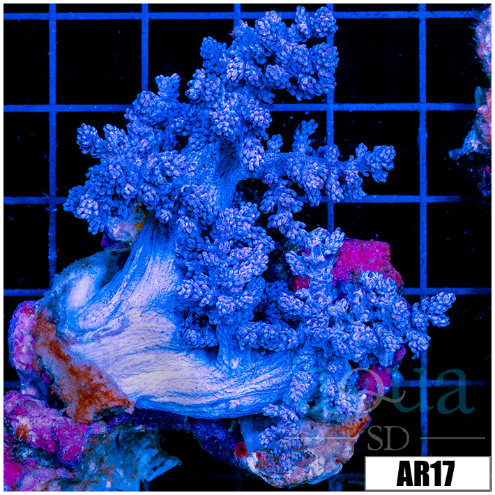Purple Nephthea Tree Coral