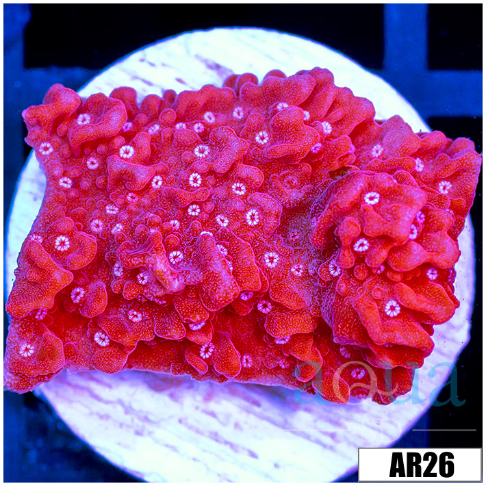 Phoenix Montipora