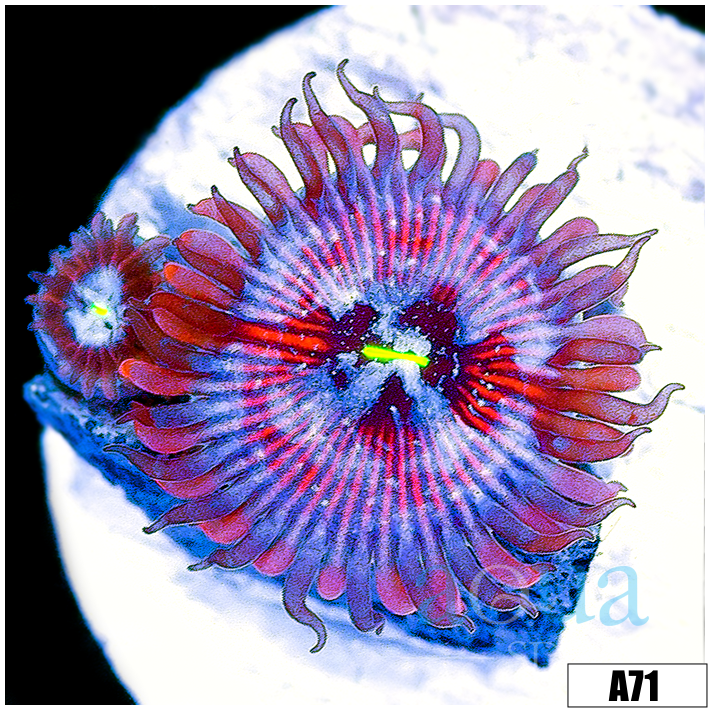 White Zombie Zoanthids