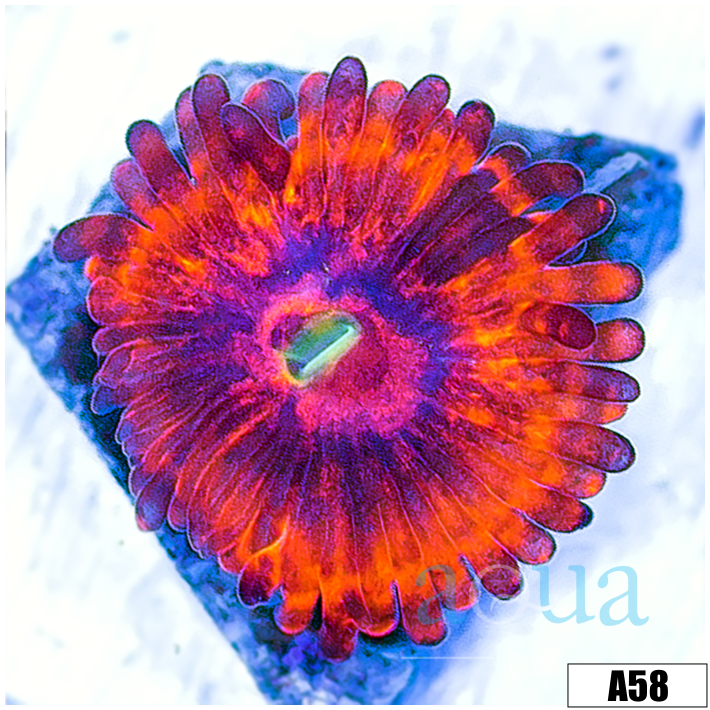 ASD Devils Armor Zoas