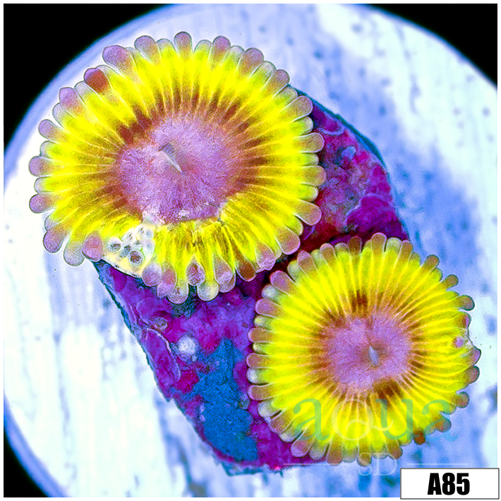 Chiquita Zoanthids