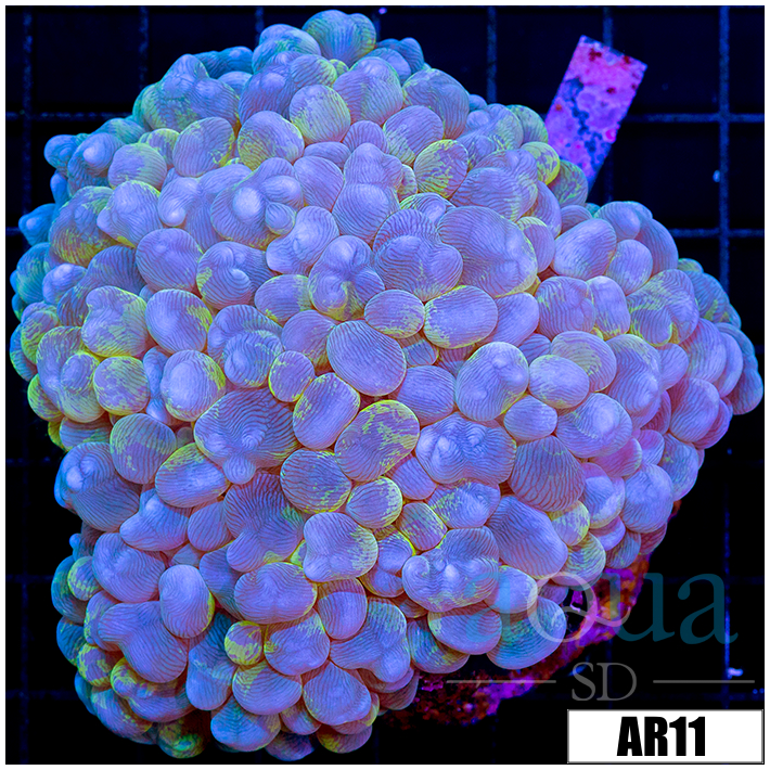 Mint Patch Bubble Coral