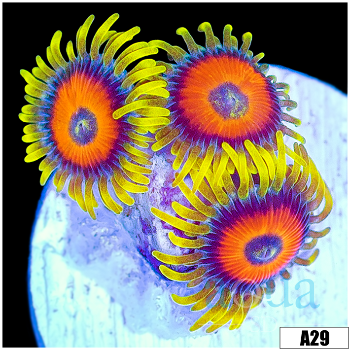 Super Saiyan Zoas