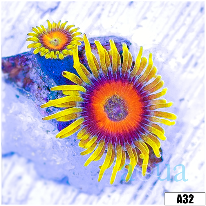 Super Saiyan Zoas