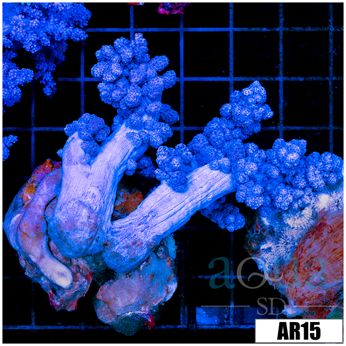 Purple Nephthea Tree Coral