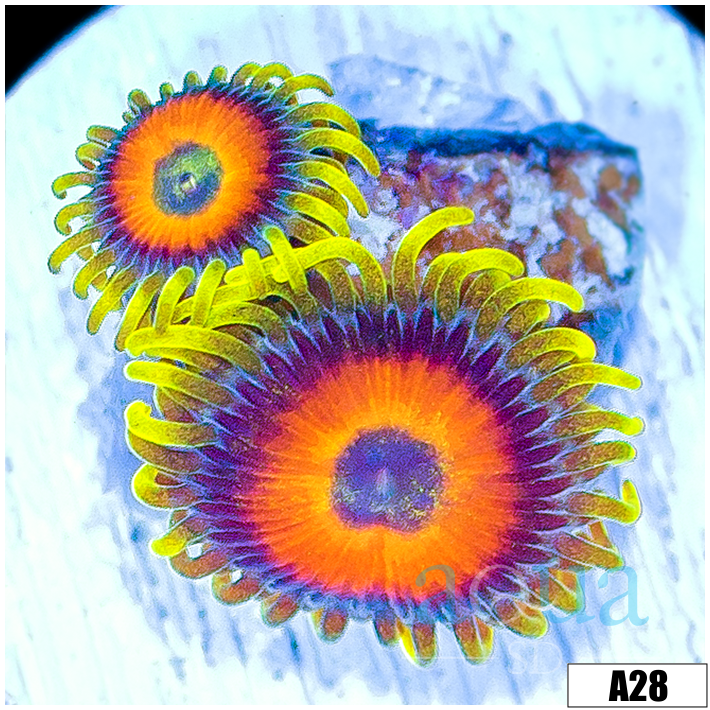 Super Saiyan Zoas