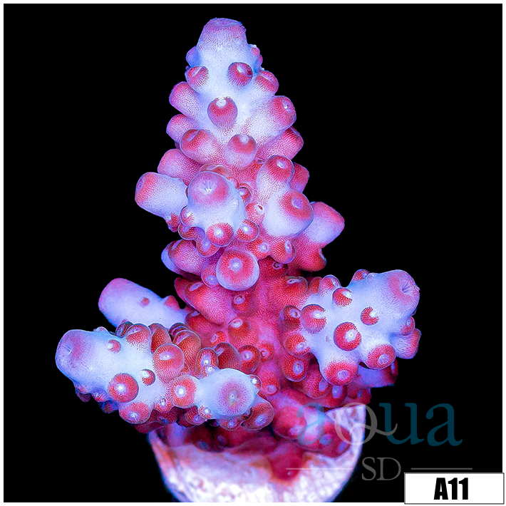 Rose Thorn Acropora